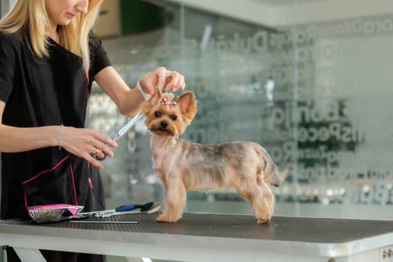 How to become a dog groomer