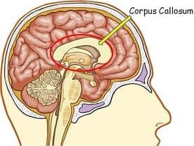 Corpus Callosum Corpus Callosum