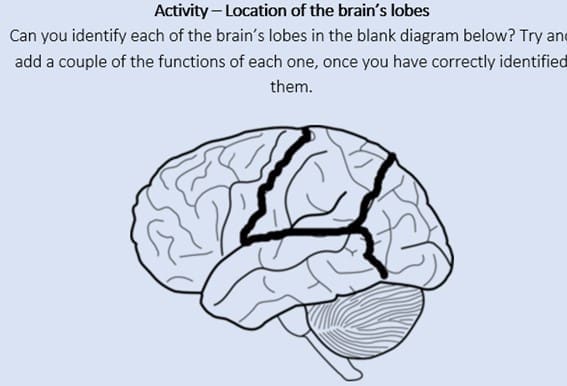 Location of the brain’s lobes Location of the brain’s lobes