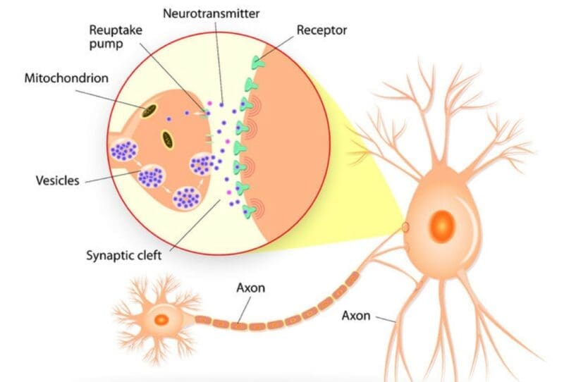 Neurons and synapses 1