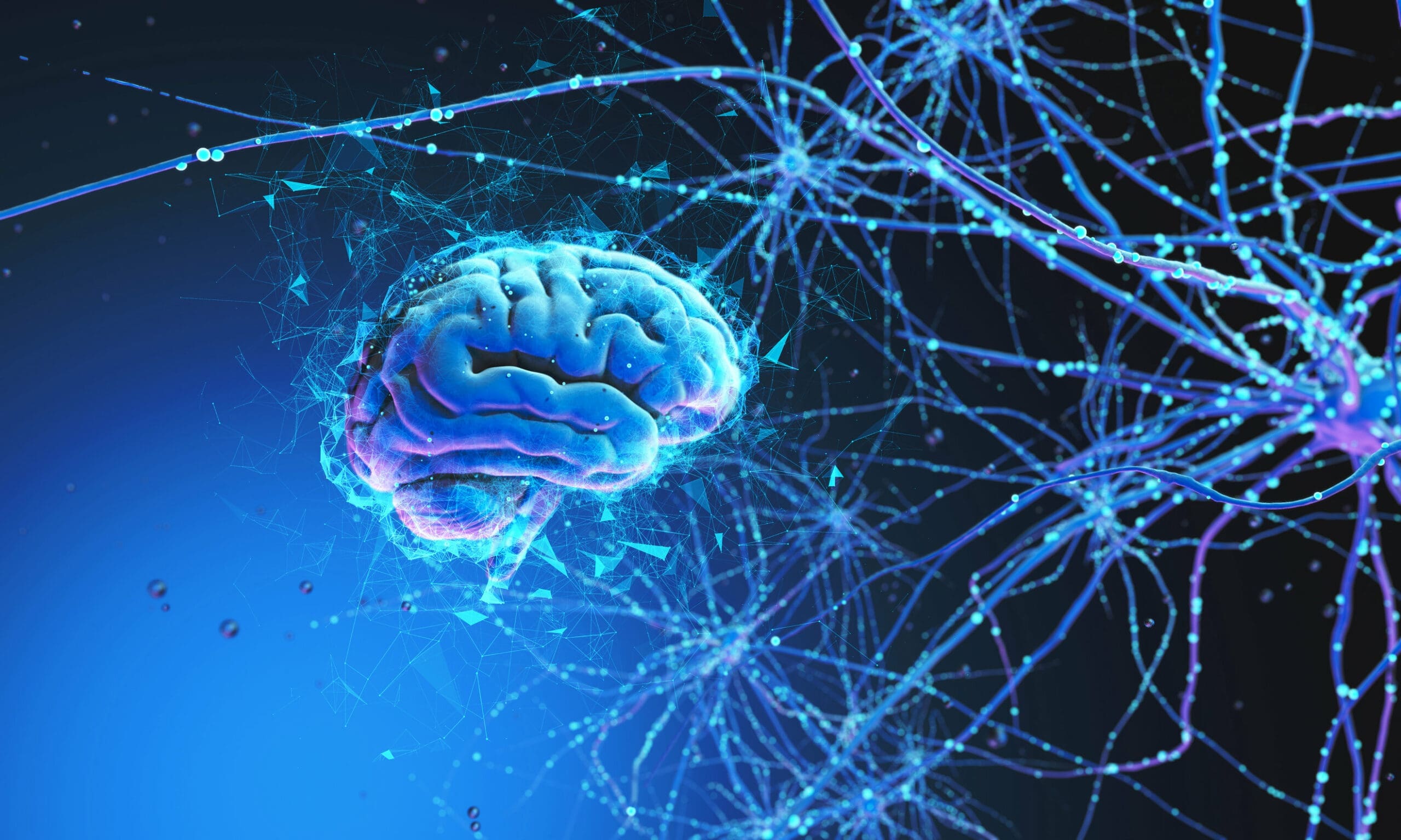 Neurons and synapses