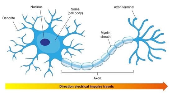 Neurons