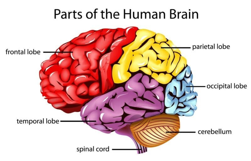 Parts of the human brain Regions of the human brain