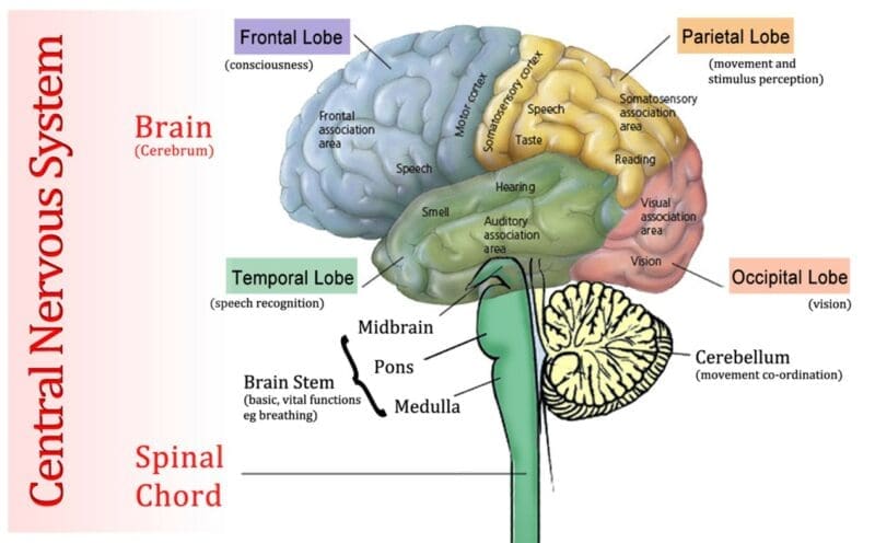 The central nervous system The central nervous system