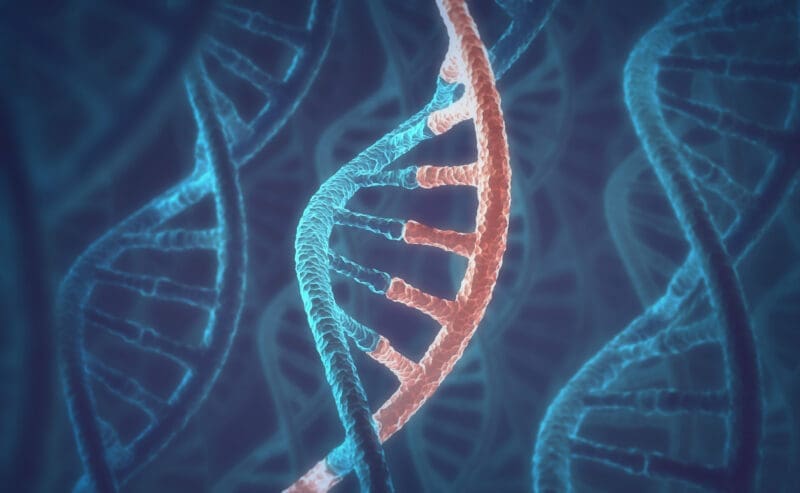 The influences of genes