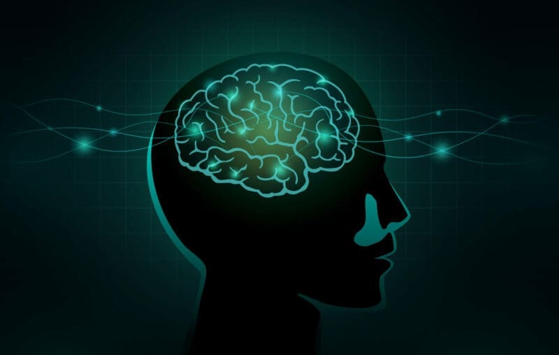 The structure and function of the brain
