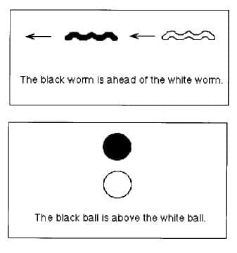 worm picture worm picture