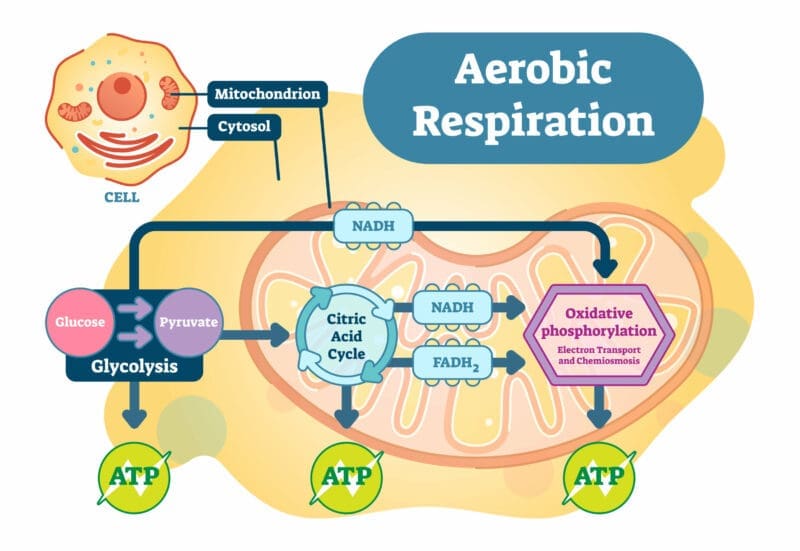 Aerobic respiration and anaerobic respiration