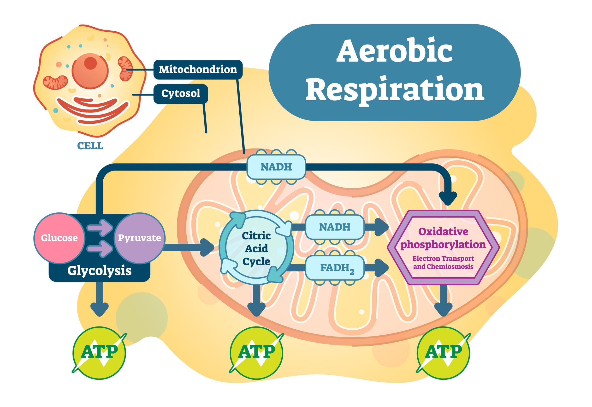 Aerobic respiration and anaerobic respiration
