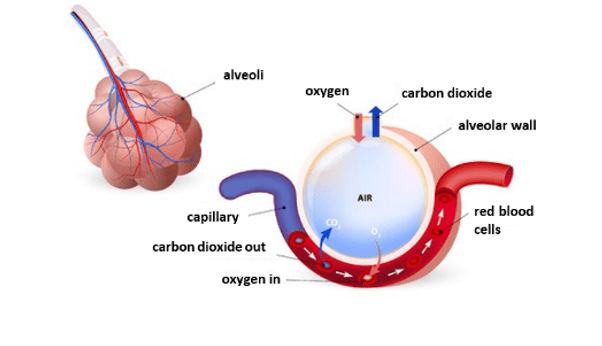Alveoli Alveoli