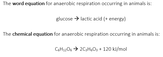 Anaerobic respiration in animals