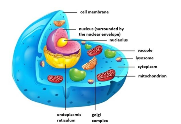 Animal Cell Animal Cell