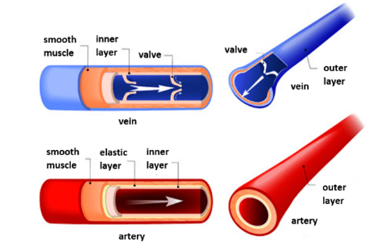 Artery and Vein Artery and Vein