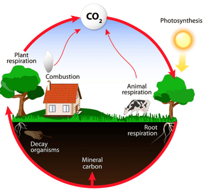 Carbon Cycle Carbon Cycle