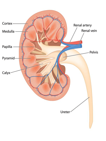 Close up kidney diagram