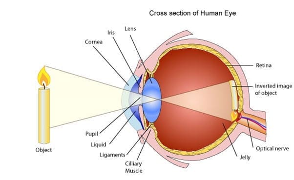 Cross section of the eye Cross section of the eye