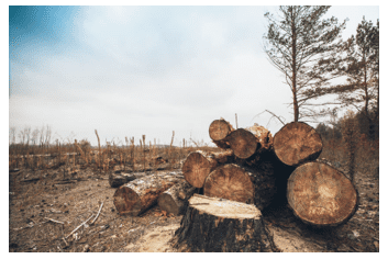 Deforestation