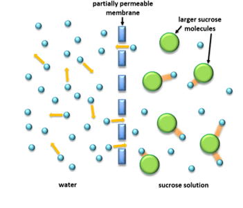 Diagram of Osmosis Diagram of Osmosis
