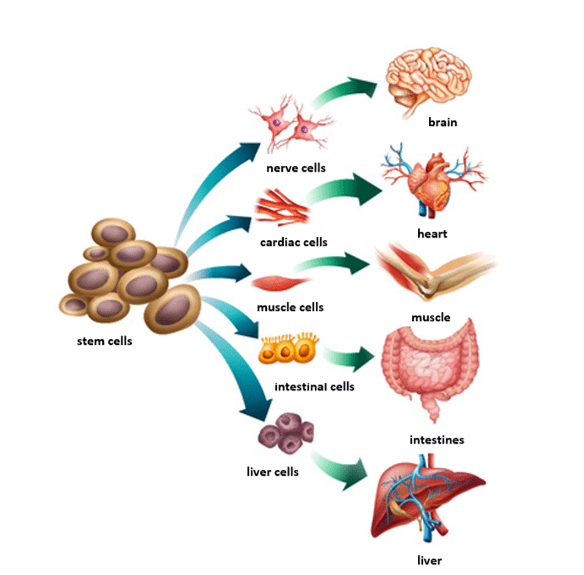 Different stem cells