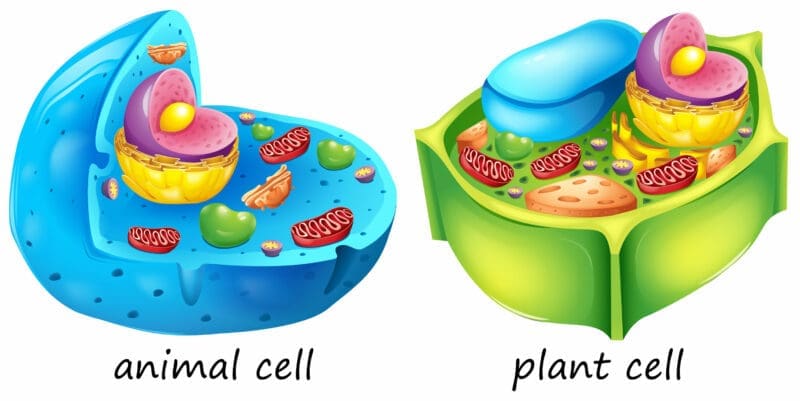 Different types of cells