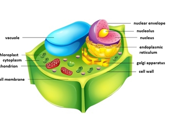 Features of a plant cell Features of a plant cell
