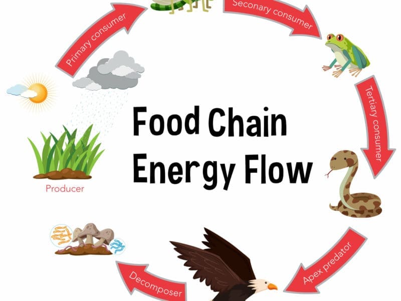 Feeding relationships in ecosystems