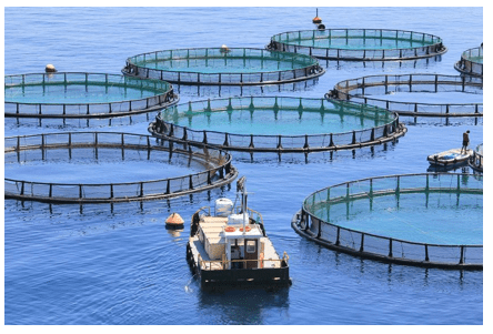 Fish farming Fish farming