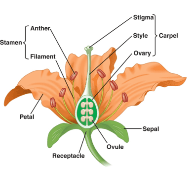 Flowering plant diagram Flowering plant diagram