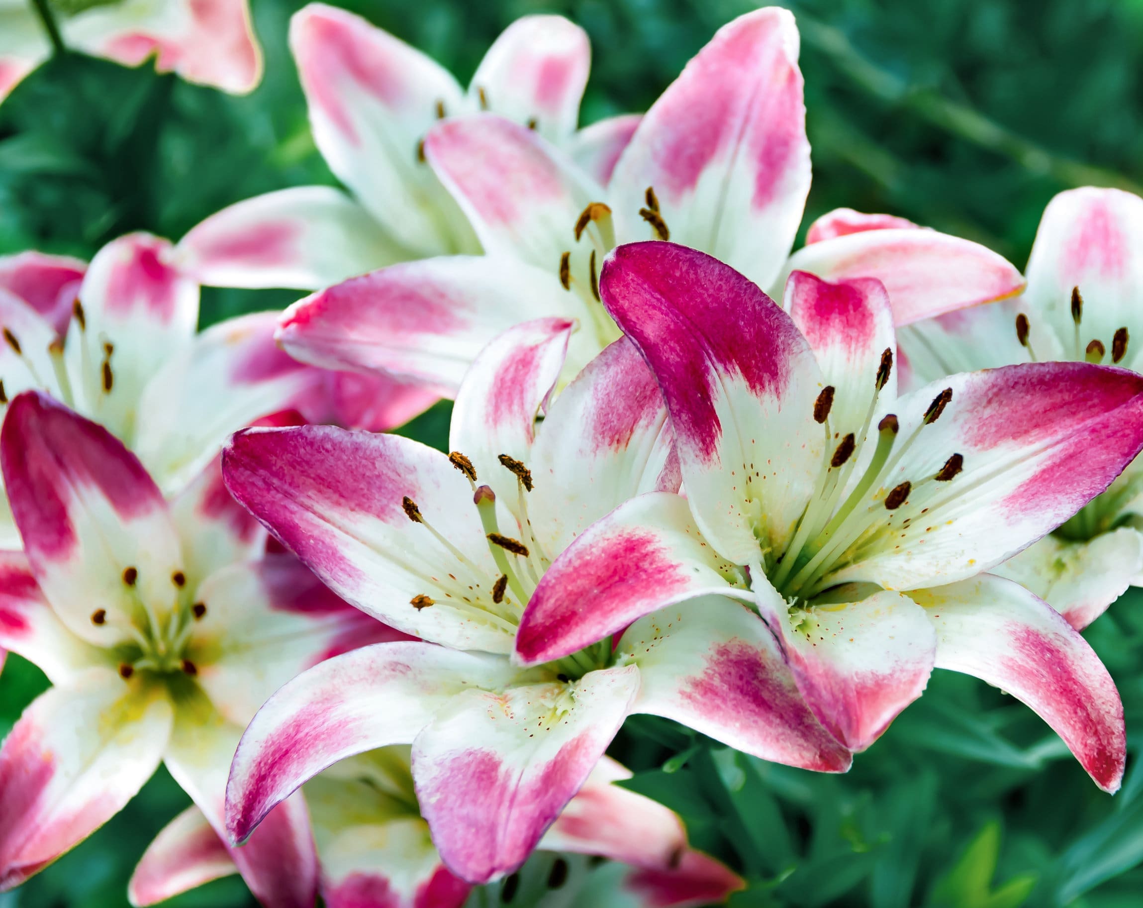 Flowering plants and the role of diffusion in gas exchange