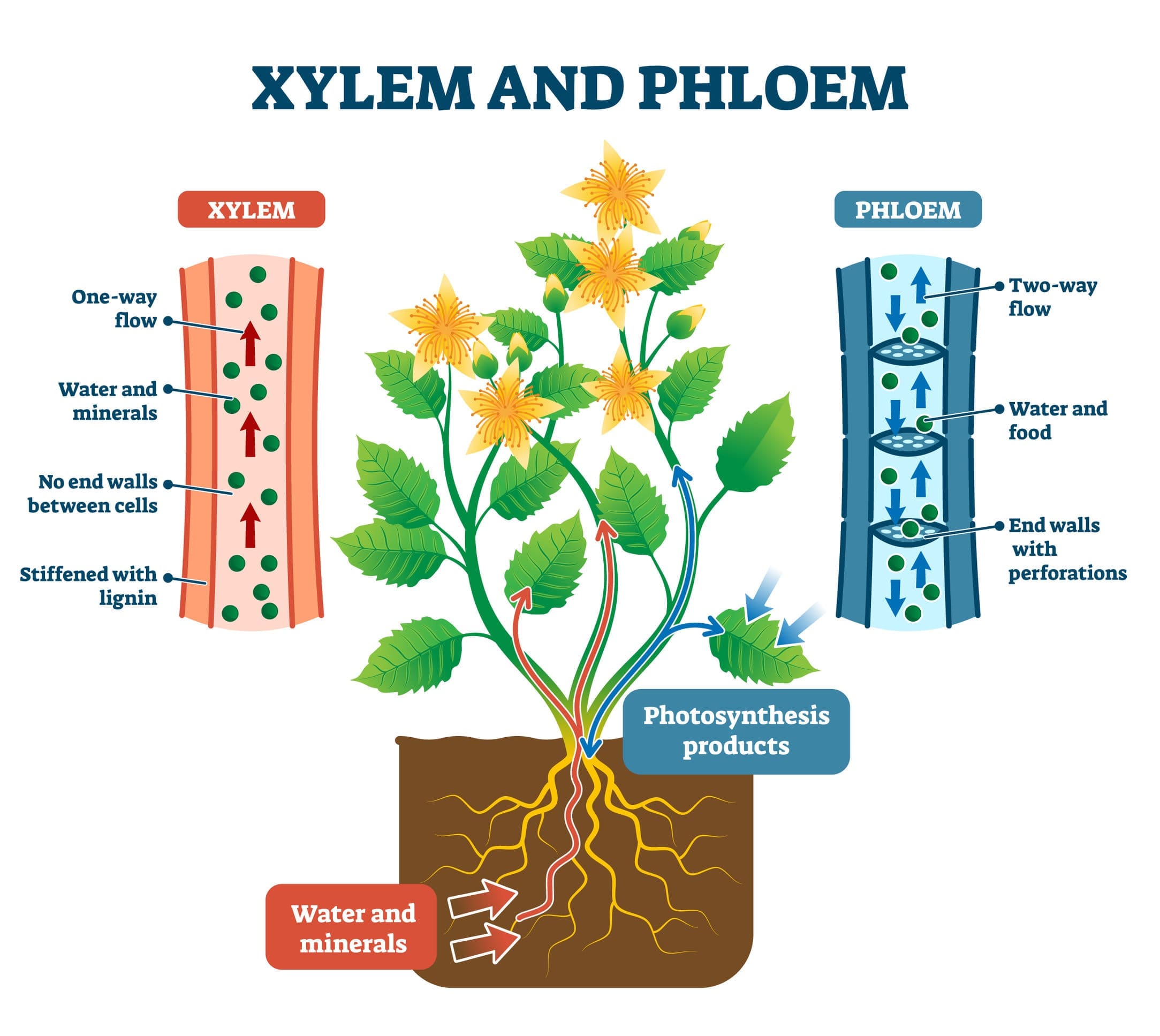 Flowering plants and the role of phloem and xylem