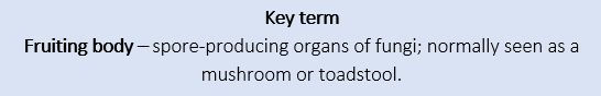 Fruiting body Fruiting body