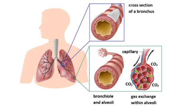 Gas exchange Gas exchange