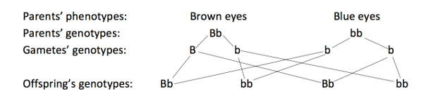 Genotype diagram Genotype diagram