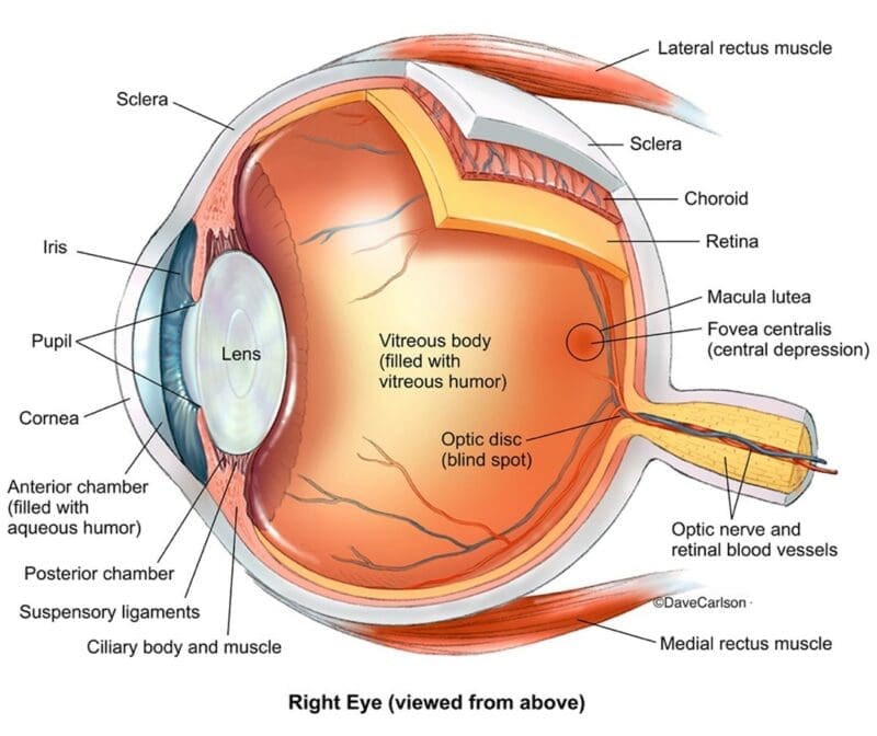 Human Eye Human Eye