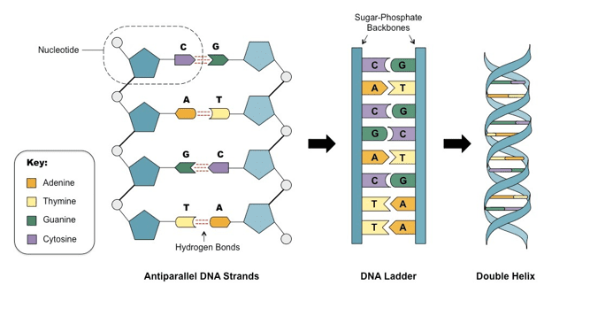 Hydrogen Bonding Hydrogen Bonding