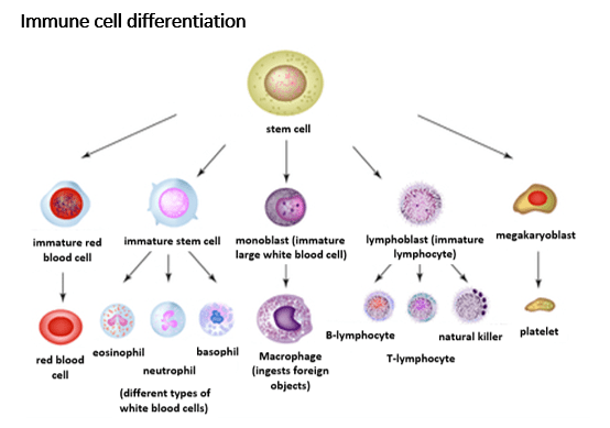 Immune cell differentiation