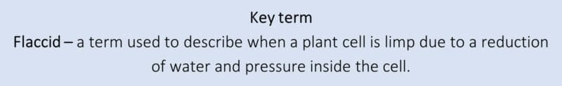 Key term Flaccid Key term Flaccid