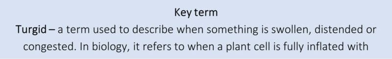 Key term Turgid Key term Turgid