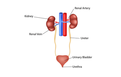 Kidneys diagram