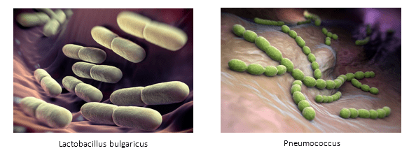 Lactobacillus bulgaricus Lactobacillus bulgaricus