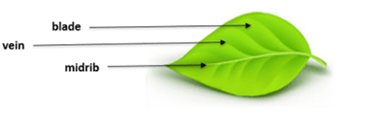 Leaf Leaf