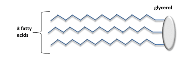 Lipid Lipid