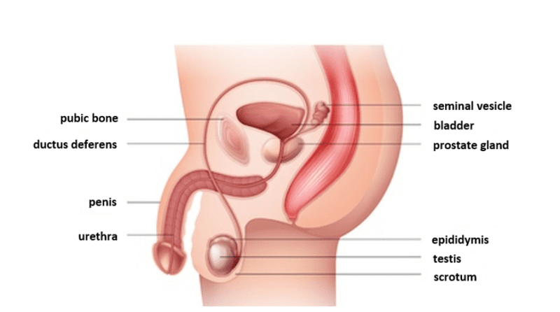 Male reproductive system Male reproductive system