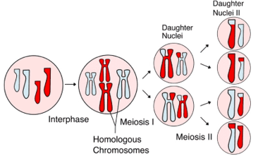 Meiosis Meiosis