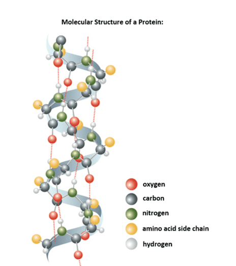 Molecular structure of proteins Molecular structure of proteins