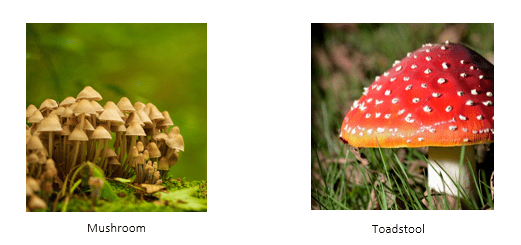 Mushrooms and toadstools Mushrooms and toadstools