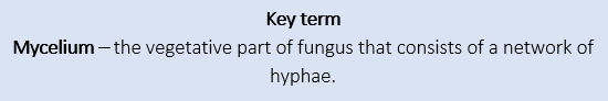 Mycelium Mycelium