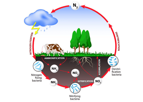 Nitrogen Cycle Nitrogen Cycle
