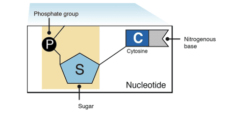Nucleotide Nucleotide