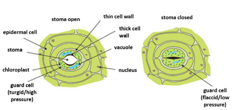 Open and closed Stoma Open and closed Stoma